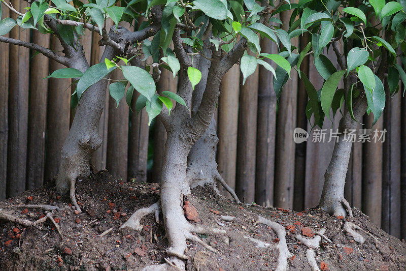 无花果/无花果盆景树群的特写图像被展示在混凝土基座/看台上，后院被改造成一个日本花园，背景是竹篱